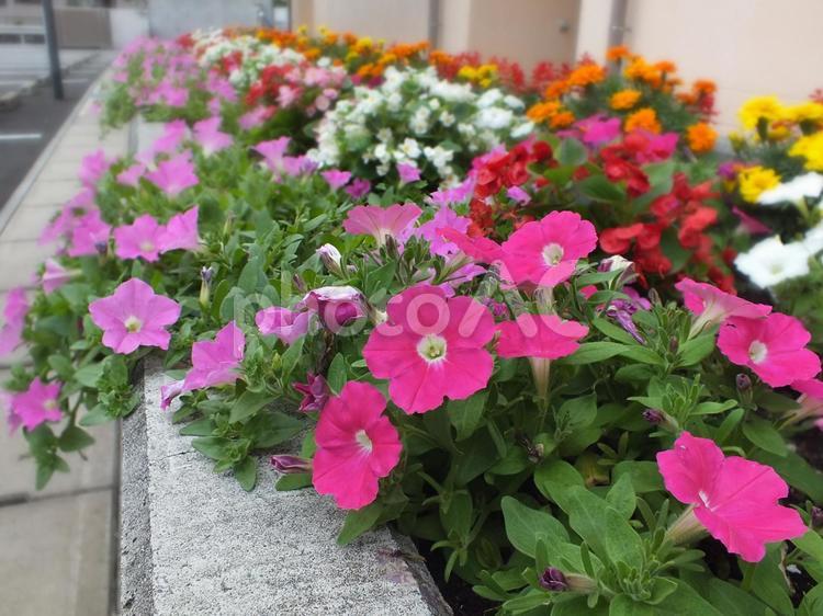 ペチュニアが咲きこぼれる美しい花壇 ペチュニア,花,満開の写真素材