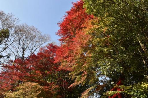 紅葉 紅葉の写真