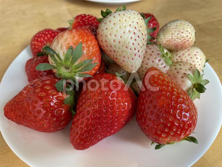 赤いいちごと白いいちご 赤いいちご,白いいちご,イチゴの写真素材