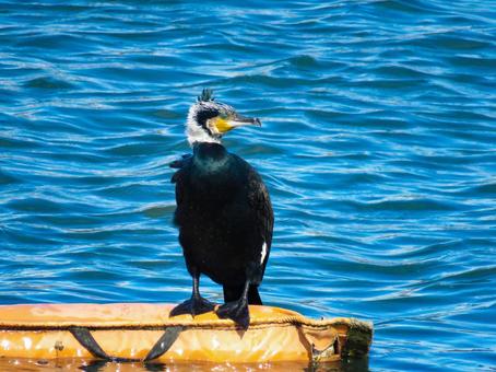 水辺に佇むカワウ カワウ,野鳥,動物の写真素材
