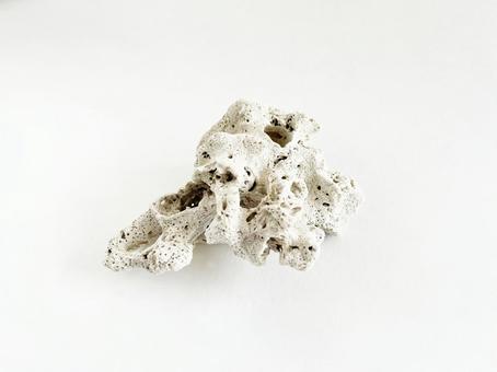 珊瑚 1個 素材画像 珊瑚 1個 素材画像 珊瑚,オブジェ,化石の写真素材