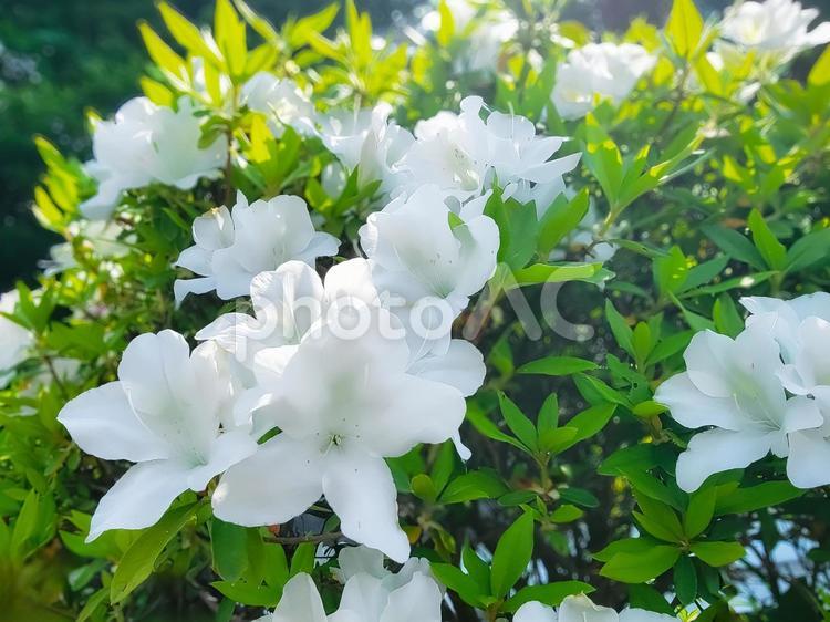 やわらかい陽ざしに輝く白いツツジの花 躑躅,ツツジ,つつじの写真素材
