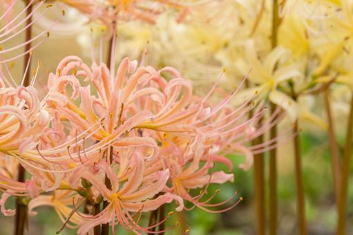 佐賀-【江里山の棚田の彼岸花】 佐賀-【江里山の棚田の彼岸花】 佐賀,江里山,棚田の写真素材