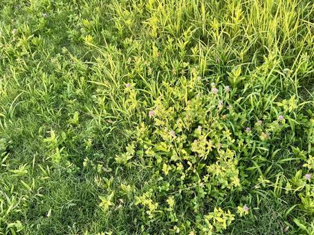 雑草 雑草の写真