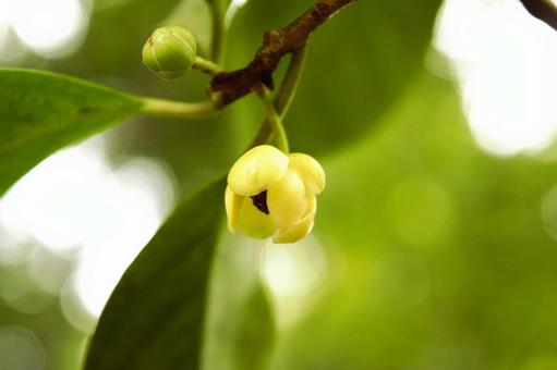 サネカズラの花 サネカズラの花 サネカズラ,実葛,ヤマオウレンの写真素材