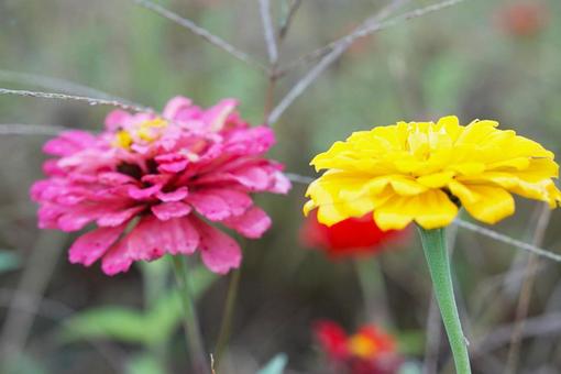 ピンクと黄色の百日草の写真