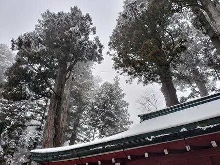 冬の日光東照宮 冬の日光東照宮 木々,屋根,日光東照宮の写真素材