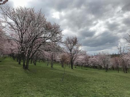 桜並木 桜並木 春,空,木の写真素材