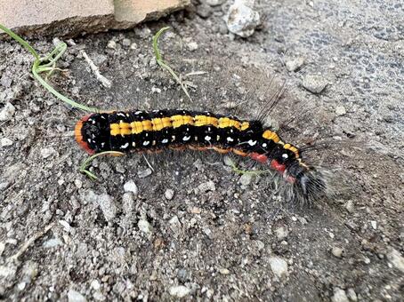 カラフルな色のドクガの幼虫 毛虫,幼虫,蛾の写真素材