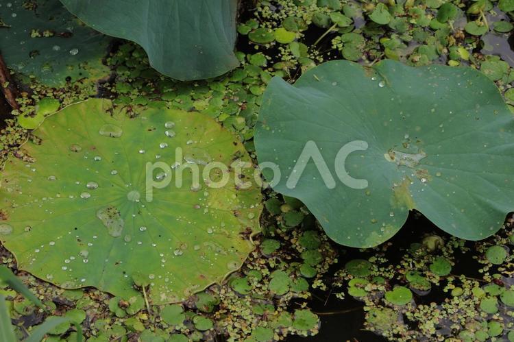 ふたつの蓮の葉 自然,葉,ハスの写真素材