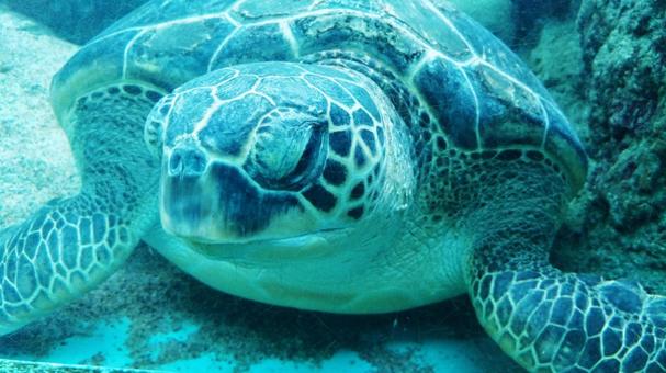 ウミガメ (3) ウミガメ (3)の写真