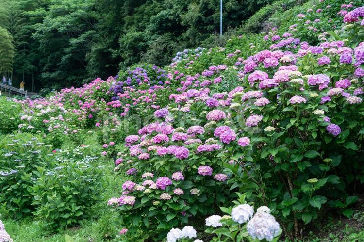 形原温泉アジサイの里　満開のアジサイ あじさい,紫陽花,形原温泉の写真素材