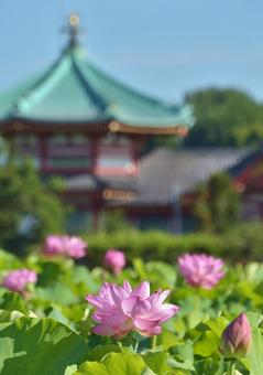 Ohga lotus of Shinobazu Pond, JPG