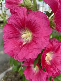タチアオイ(ホリホック)のピンクの花 タチアオイ(ホリホック)のピンクの花 タチアオイ,立葵,ホリホックの写真素材