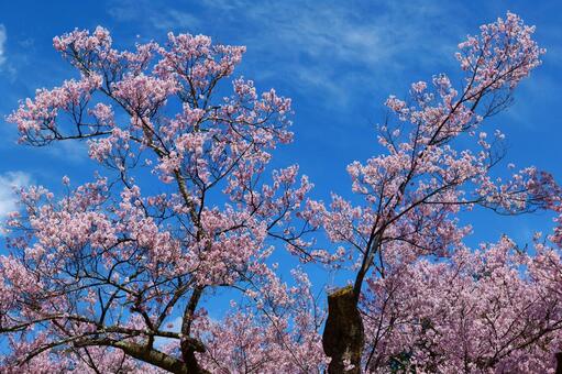 高遠城址公園の桜。 さくら,桜,タカトオコヒガンザクラの写真素材
