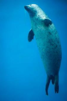 アザラシ アザラシ アザラシ,ゴマフアザラシ,哺乳類の写真素材