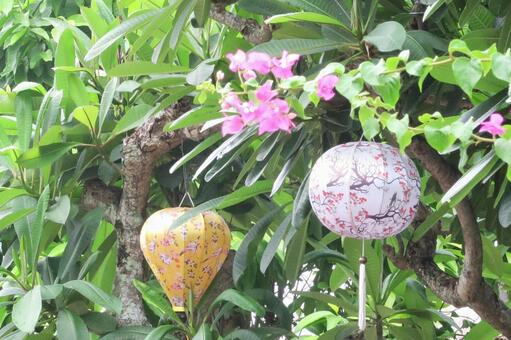 花咲く庭のランタン飾り ランタン,提灯,花の写真素材