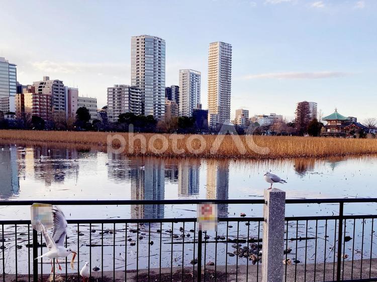 東京風景・不忍池 不忍池,池,ハトの写真素材