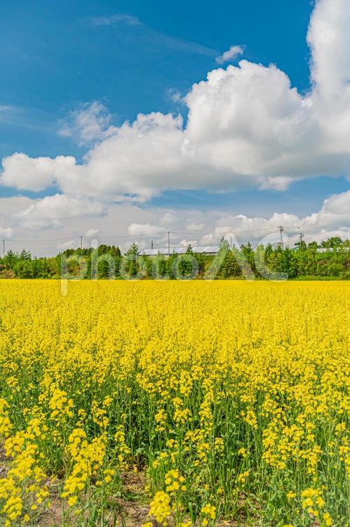 北海道　安平町の菜の花畑 北海道,hokkaido,安平の写真素材