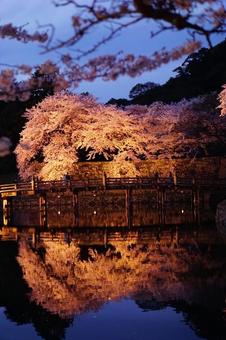 夜桜と水面の映り込み 夜桜と水面の映り込みの写真