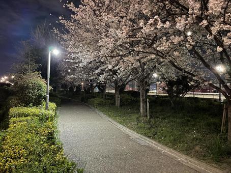 夜桜並木 夜桜並木の写真