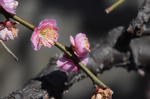 ピンクの梅の写真