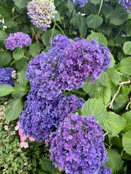 紫に変化するアジサイ アジサイ,紫陽花,花の写真素材