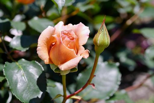 薔薇 ジュリア 薔薇 ジュリア 薔薇,ジュリア,花の写真素材