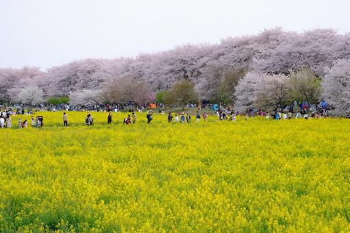桜 桜の写真