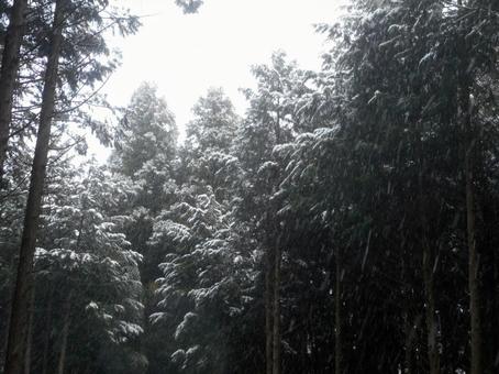 雪積もる杉 雪積もる杉の写真