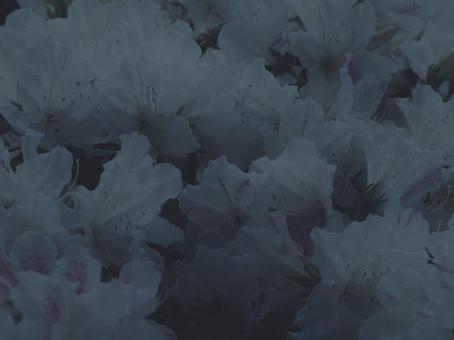 躑躅 [低彩度]版 縦横4:3 躑躅,つつじ,ツツジの写真素材