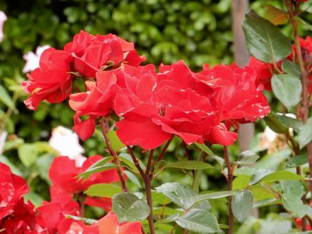 【薔薇の写真】バラの花 【薔薇の写真】バラの花の写真