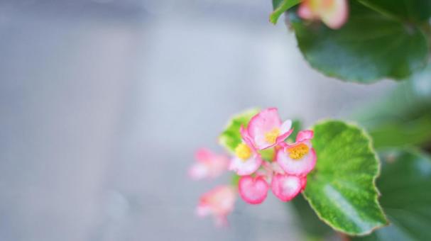 道路に咲く花 道路に咲く花の写真