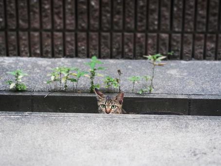 [動物]ねこの写真