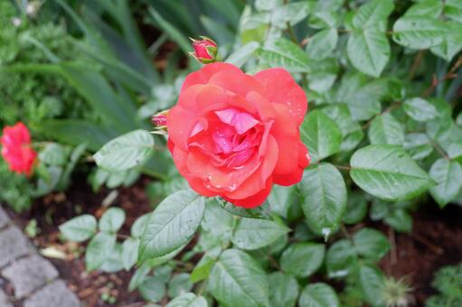 薔薇 薔薇の写真