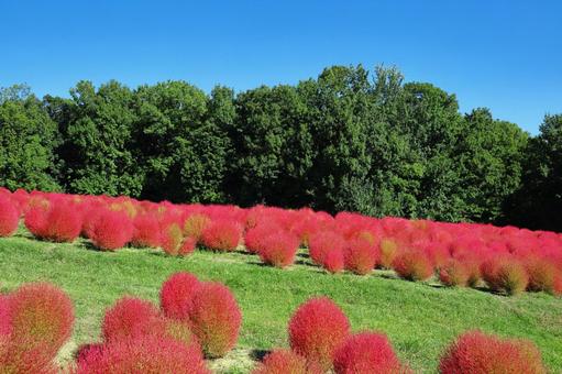 コキアの風景 コキア,風景,ホウキギの写真素材