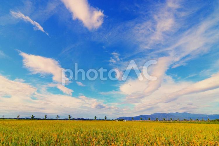 稲穂　青空　秋　豊穣　秋空　雲 稲穂,青空,秋の写真素材