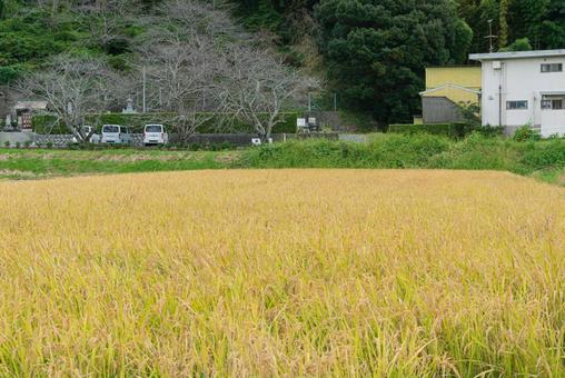 実りの季節を迎えた黄金色の田んぼ 実りの季節を迎えた黄金色の田んぼ 田んぼ,田園,稲穂の写真素材