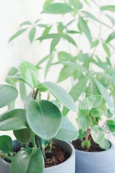 観葉植物 観葉植物の写真