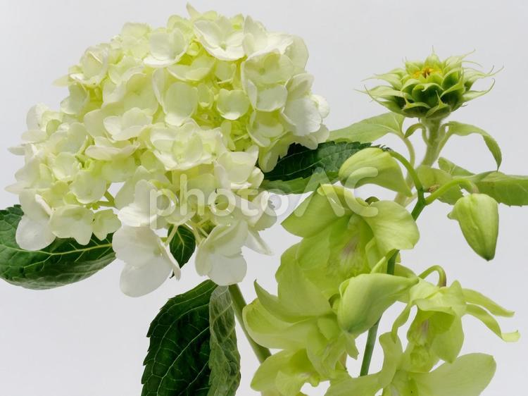 アジサイとデンファレ デンファレ,花,アジサイの写真素材