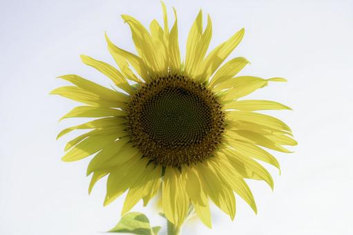 福岡-【柳川ひまわり園】 福岡-【柳川ひまわり園】 ひまわり,花,植物の写真素材