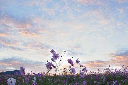 朝焼けに染まる空と広大なコスモス畑 秋桜,花畑,群生の写真素材