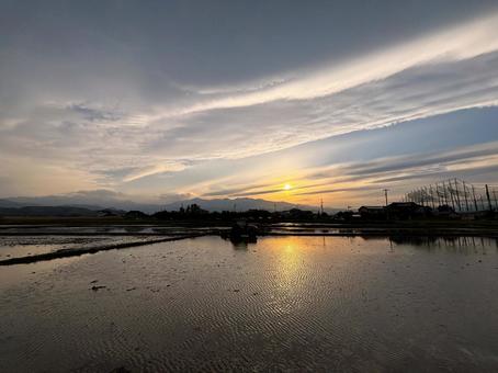 夕暮れの水田 夕暮れの水田の写真