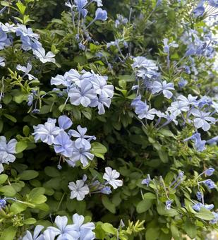 花 花 花,フラワー,紫の写真素材