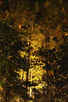 夜の闇に浮かぶ黄金色の森のライトアップ 杉,杉林,スギの写真素材