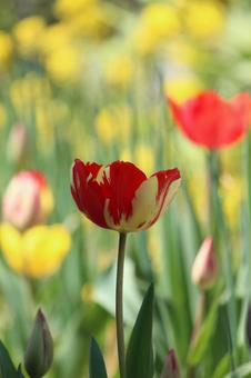 Tulip flowers, JPG Tulip flowers, JPG