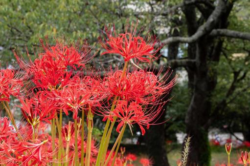 ヒガンバナ(77) 花,ヒガンバナ,マンジュシャゲの写真素材