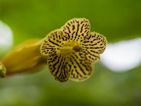 斑点模様の黄色い花 斑点模様の黄色い花 花,黄色,模様の写真素材