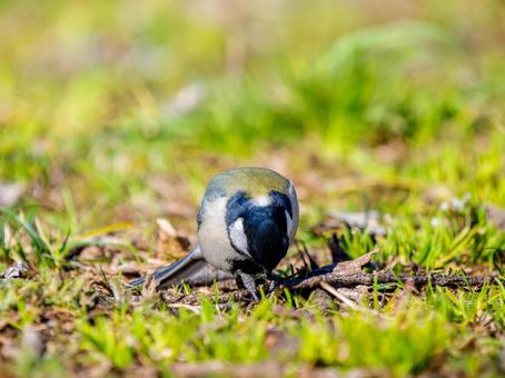 地面を歩くシジュウカラ 地面を歩くシジュウカラの写真