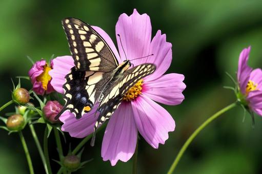 コスモスにキアゲハ キアゲハ,アゲハ蝶,蝶の写真素材